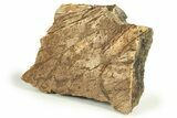 Dinosaur (Torosaurus) Frill Shield Section - Montana #270352-2